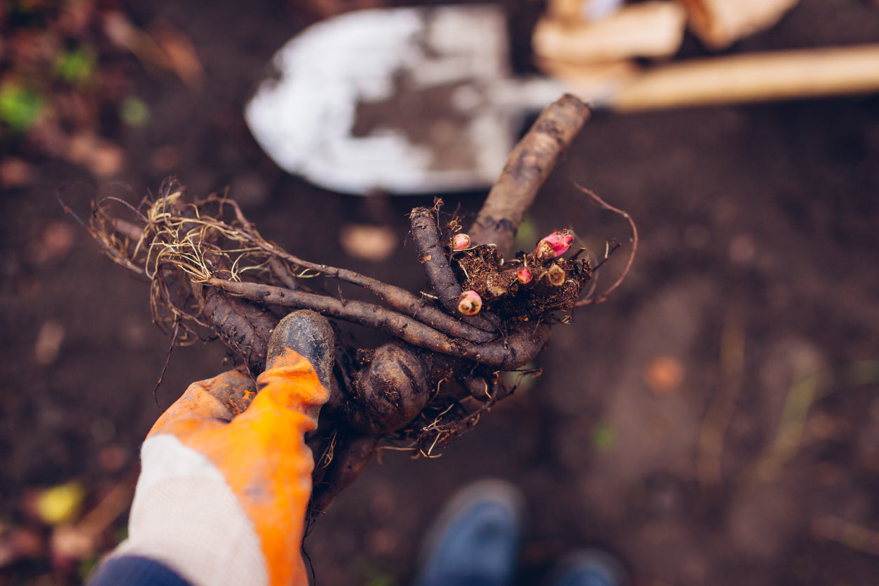 How To Store and Plant Peony Roots