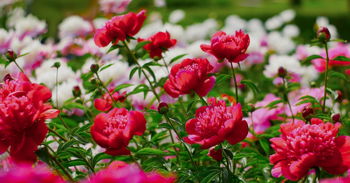Peony Planting Guide