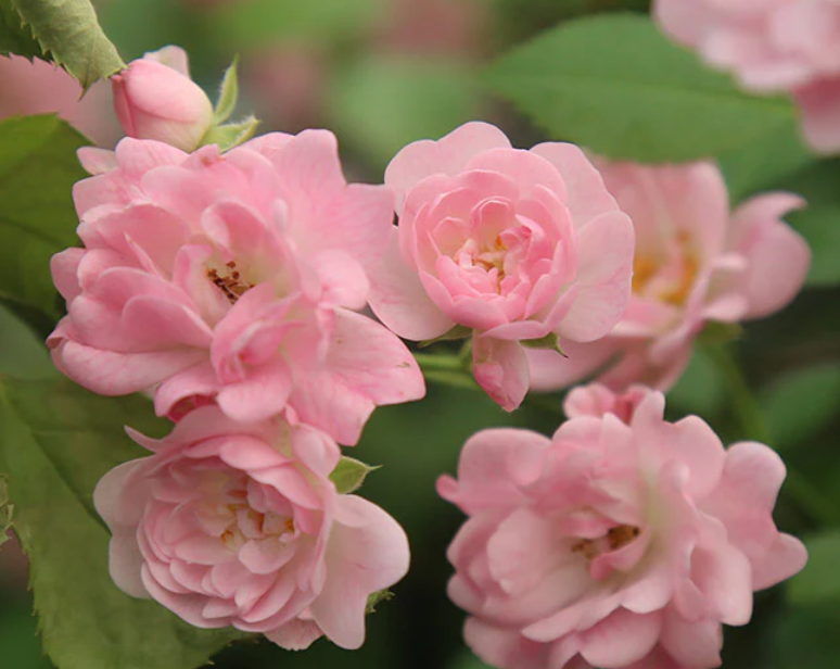 Why Polyantha Roses Are Ideal for Beginner Gardeners – Heirloom