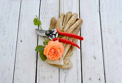5 Essential Steps for Pruning Roses