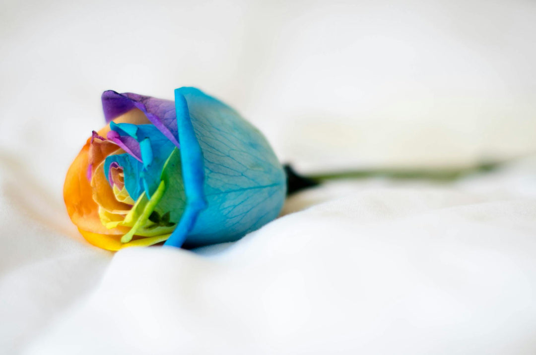 Why The Rainbow Rose Plant Isn't What You Think