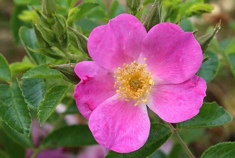 Rosalina vs. Knock Out Roses and Traditional Shrub Roses: The Low-Maintenance Battle