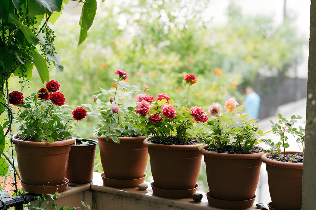 Your Guide to The Best Roses for Pots, Patios, and Balconies