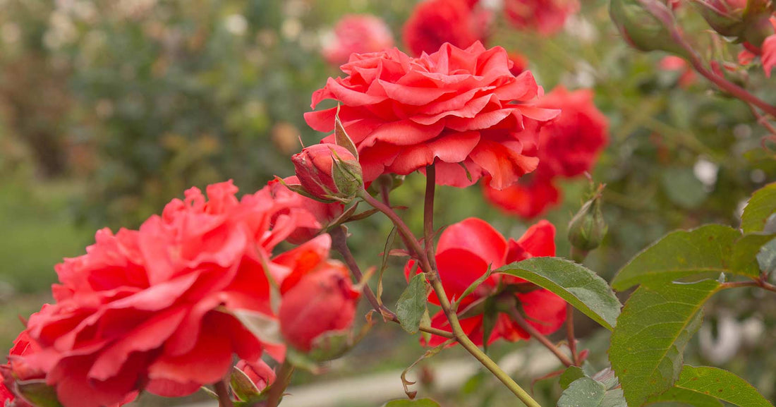 September Rose Care Tasks
