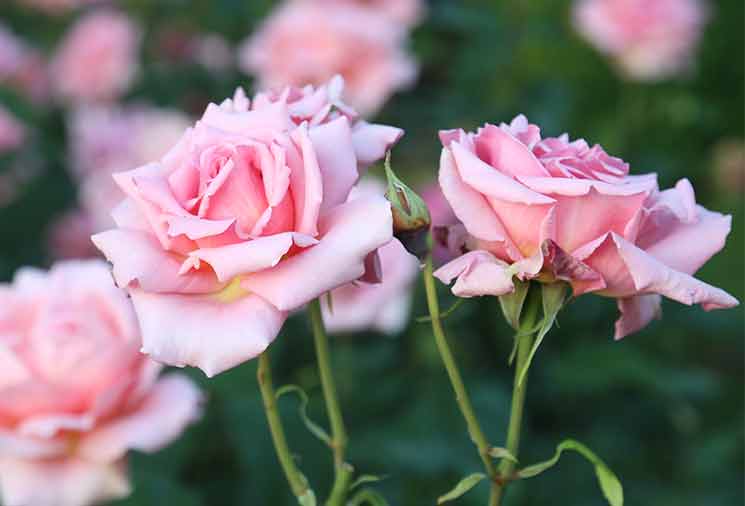 Sustainable Gardening – Heirloom Roses