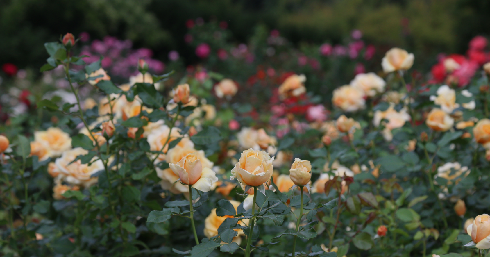 The Rose Library
