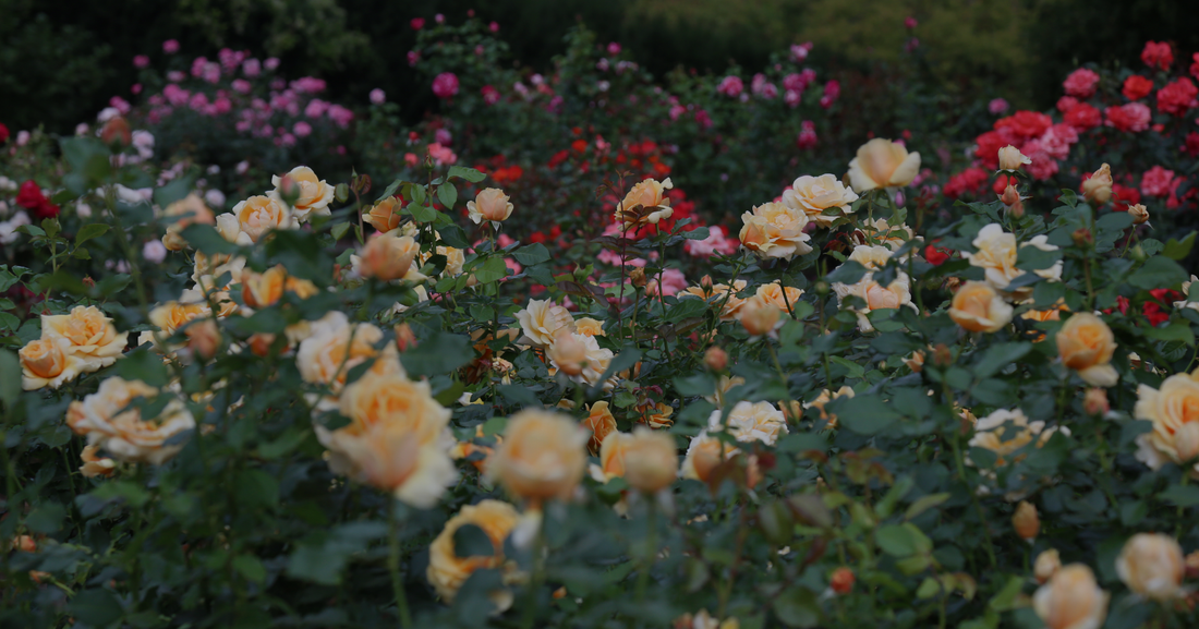 The Heirloom™ Rose Library
