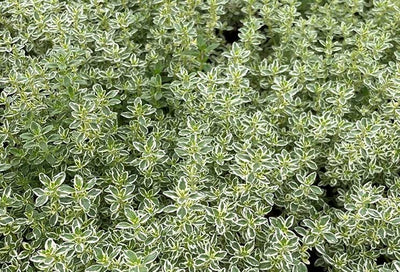 Thyme: A Must-Have Herb for Every Garden