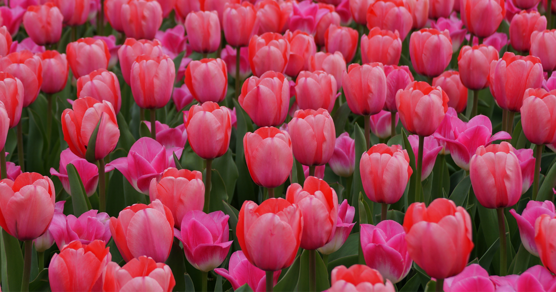 Tulip Planting Guide