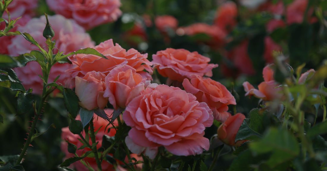 April Rose Care