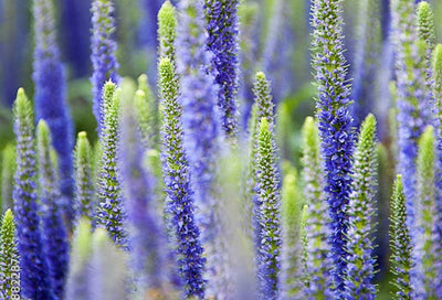 Veronica: A Drought-Tolerant, Sun-Loving Perennial