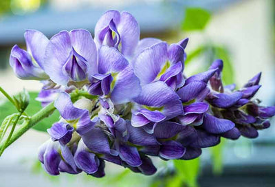 Wisteria Planting & Care Article