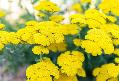 Yarrow: Resilient and Delicate Beauty for Any Space