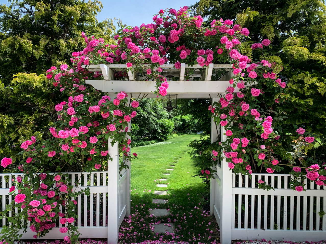 Which Rose Bushes Grow Tall?