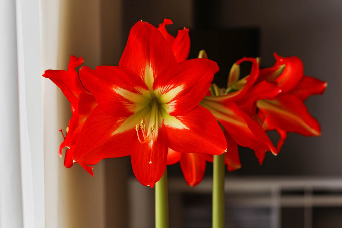How to Plant and Care for Amaryllis