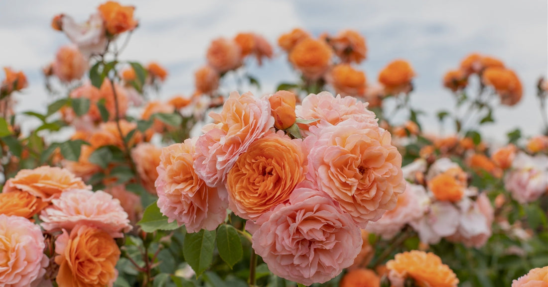 May Rose Care by Region