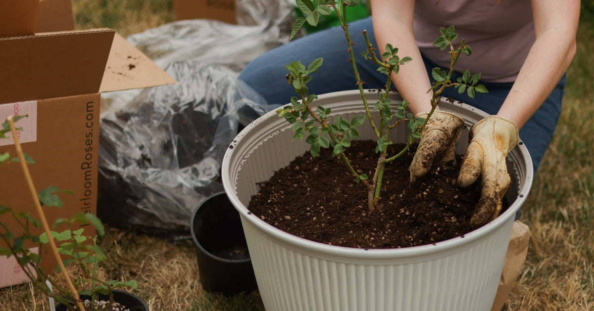 Tips for Planting Roses in Fall