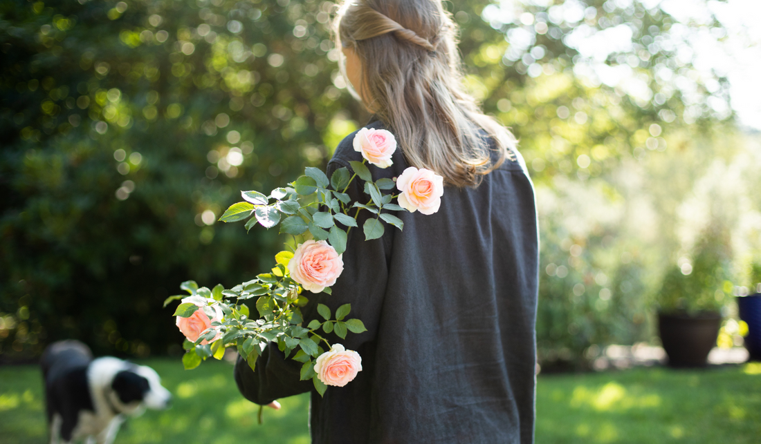How to Transplant a Rose Bush