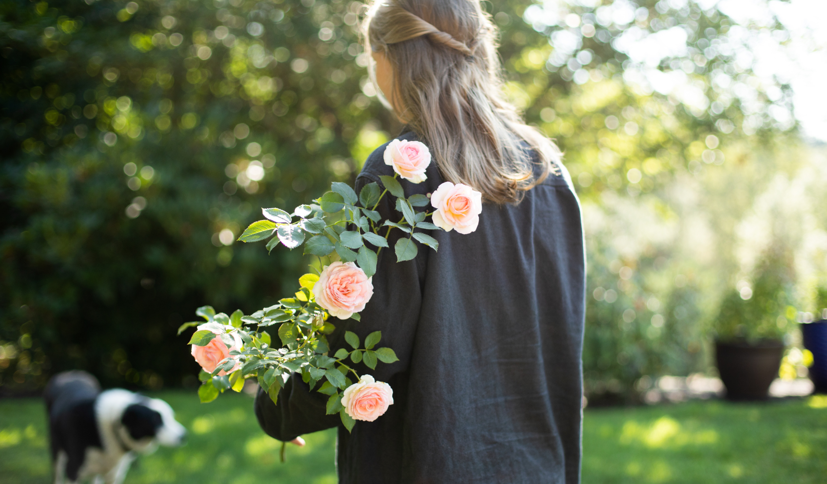 How to Transplant a Rose Bush