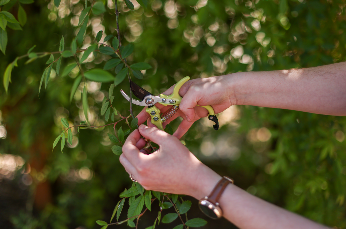 How To Prune Roses