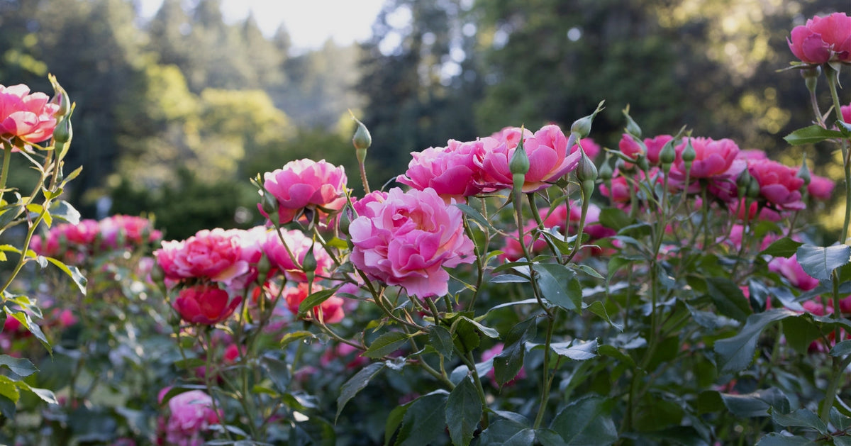 July Rose Care
