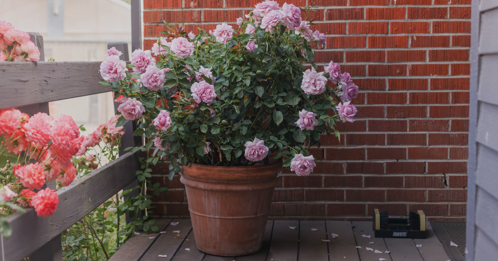 How to Grow Roses in Containers