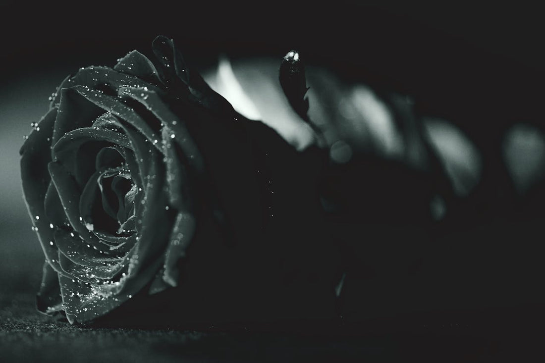 Discover the Truth About Black Roses