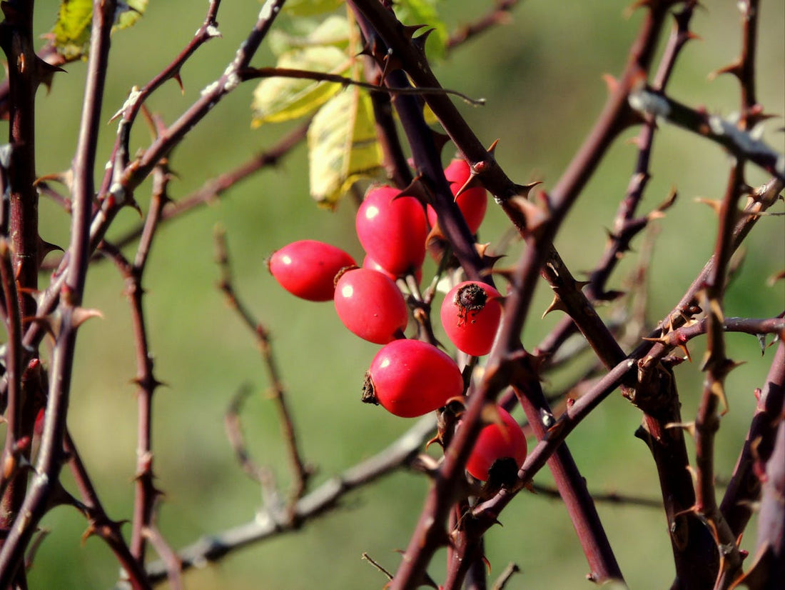5 Thorny Roses You Need to Add to Your Garden