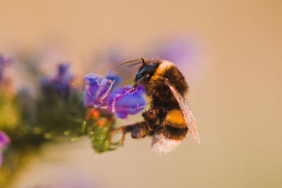 The Most Effective Methods for Making a Pollinator-Friendly Garden