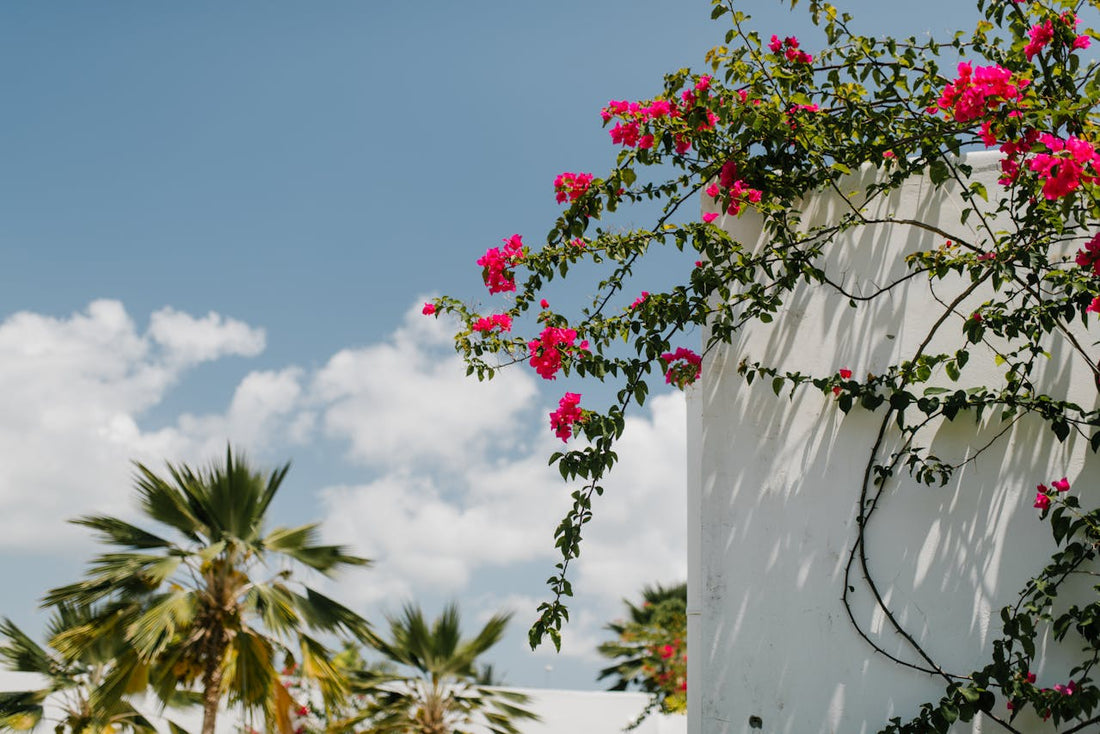 Discover the Top 10 Tips for Training Climbing Roses