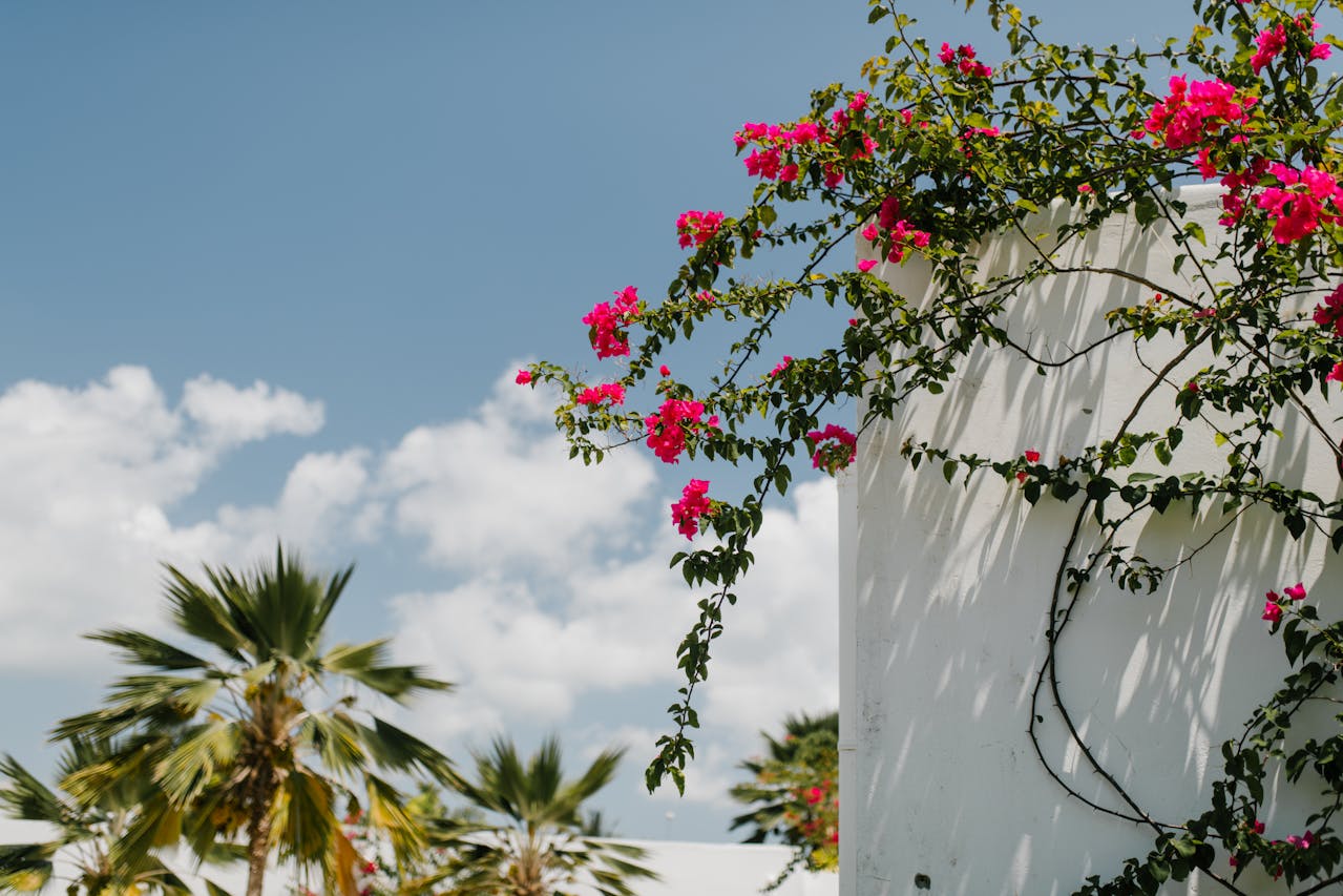 Discover the Top 10 Tips for Training Climbing Roses