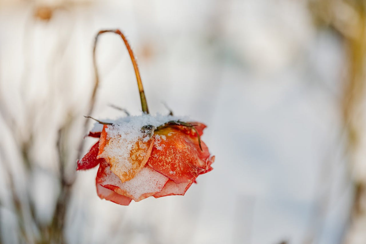 Preparing Roses For Winter