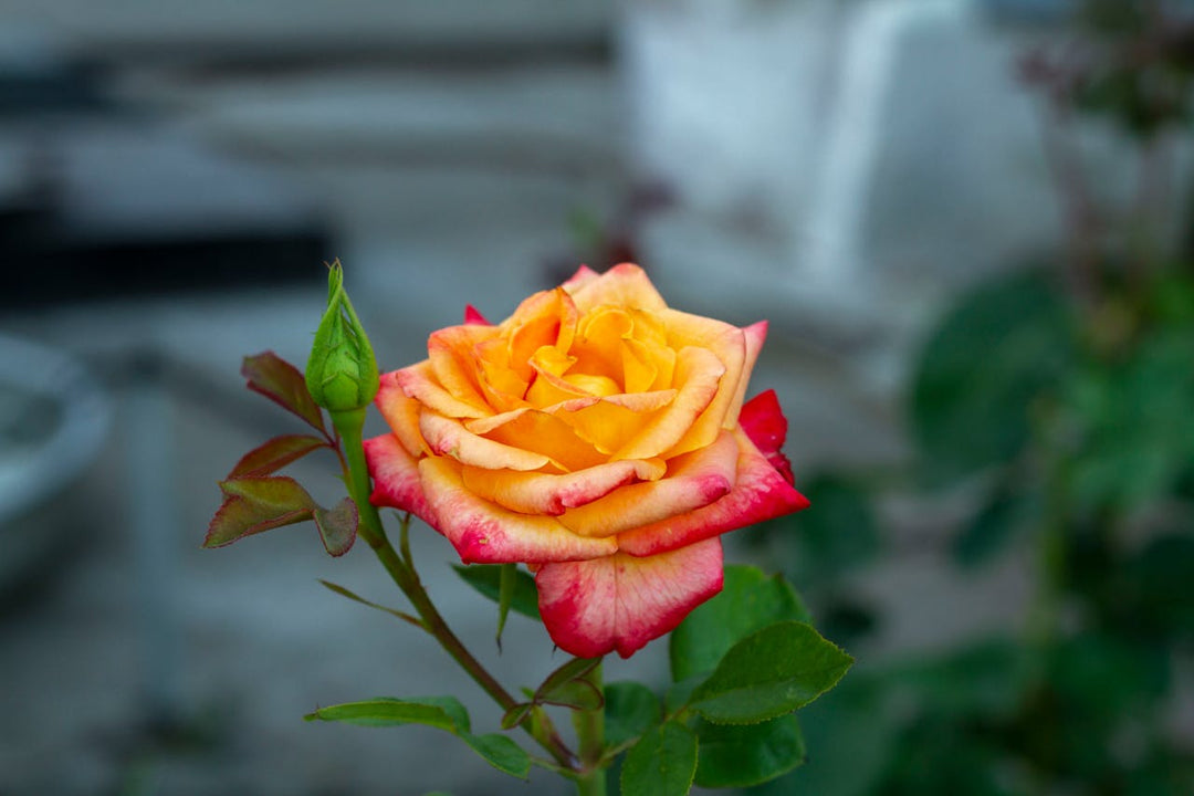 What Are Hybrid Tea Roses?