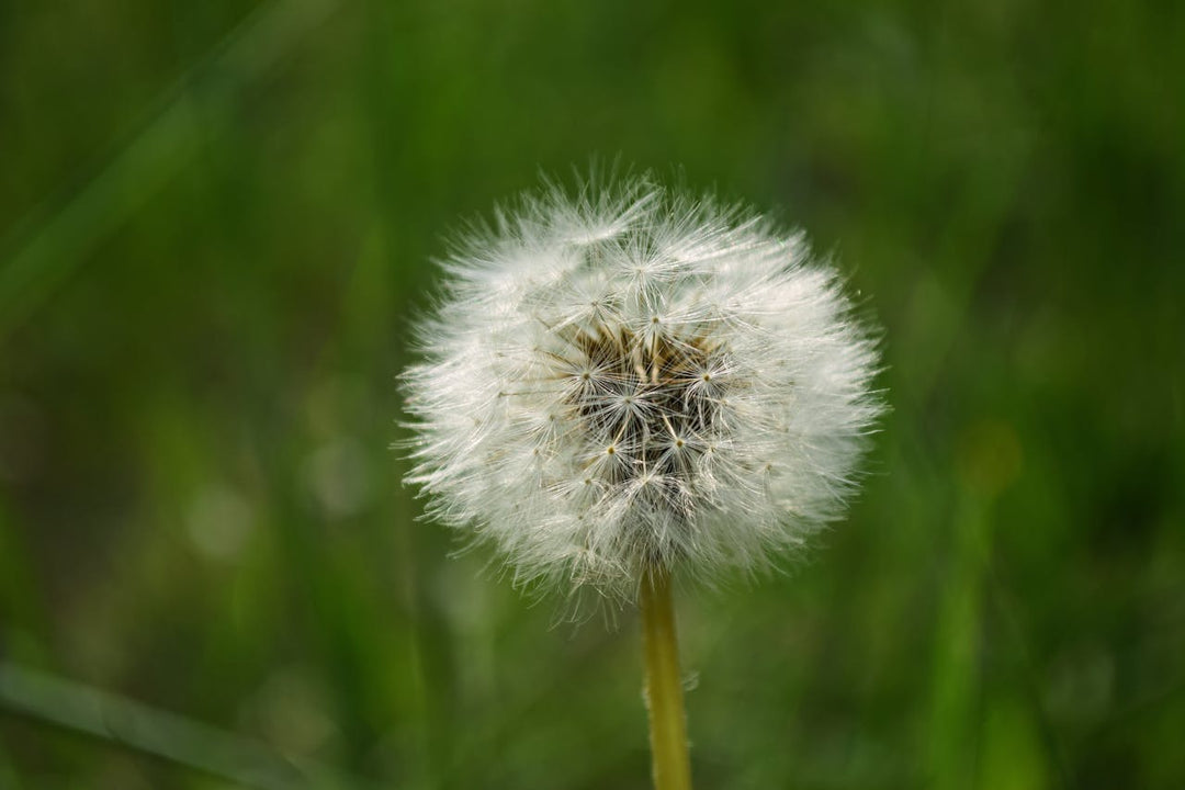 The Most Effective Solutions for Eliminating Weeds in Your Garden