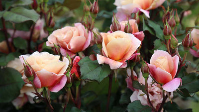 Protect Roses for the Winter