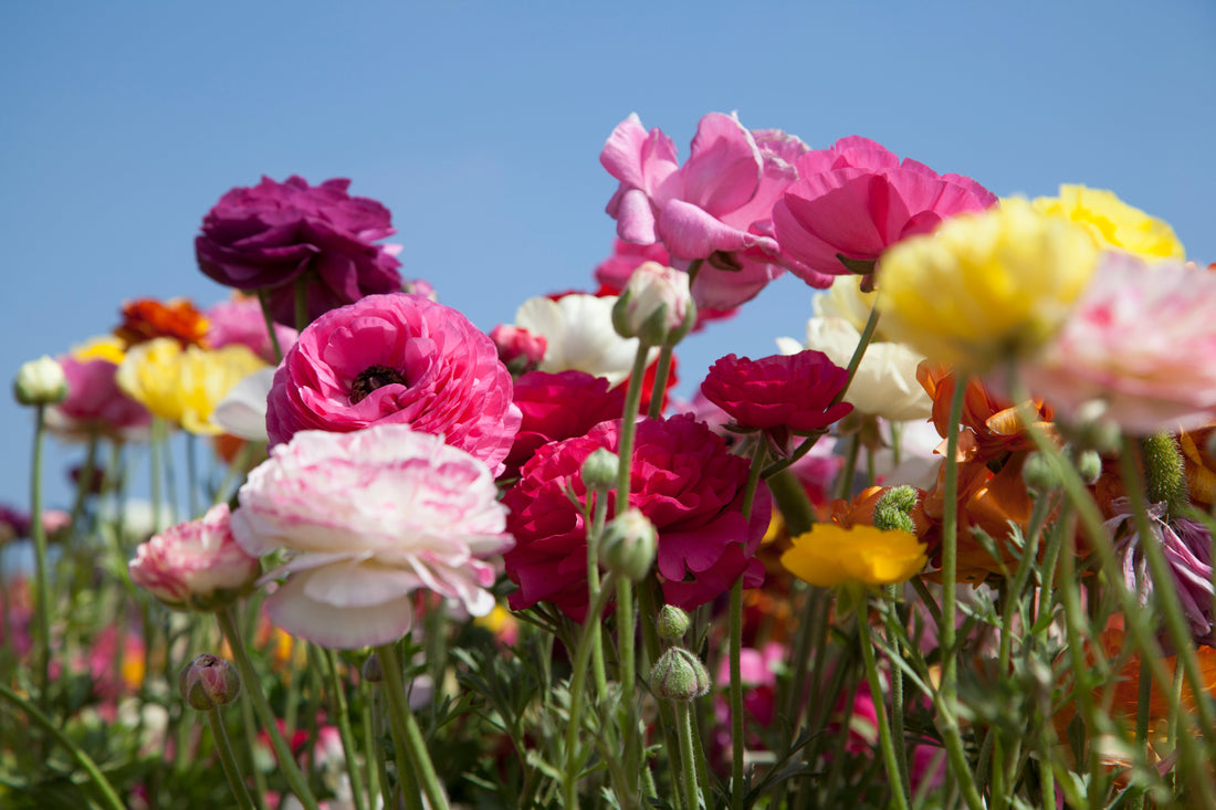 Ranunculus Planting Guide