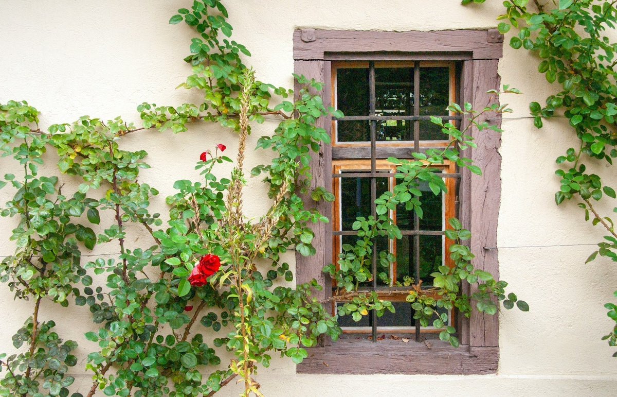 Climbing Roses vs Ramblers: Which One is the Best for Your Garden ...