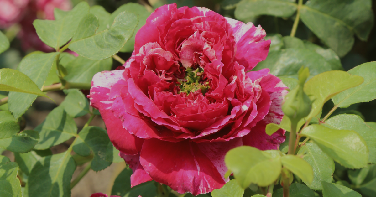 Rose Proliferation