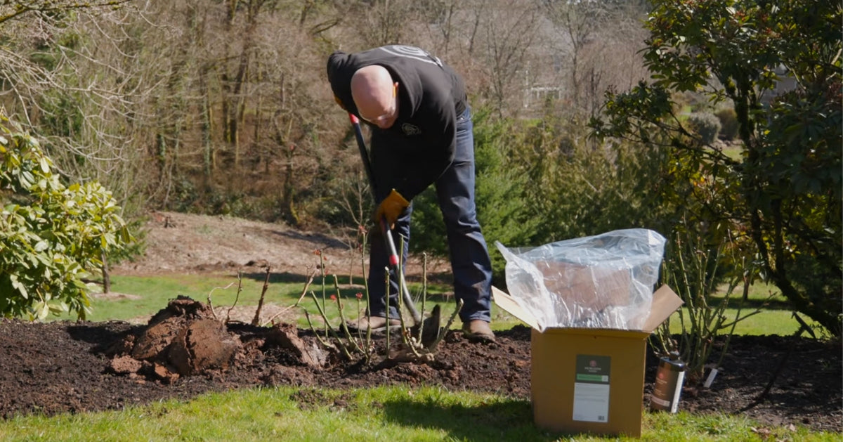Transplanting a Rose