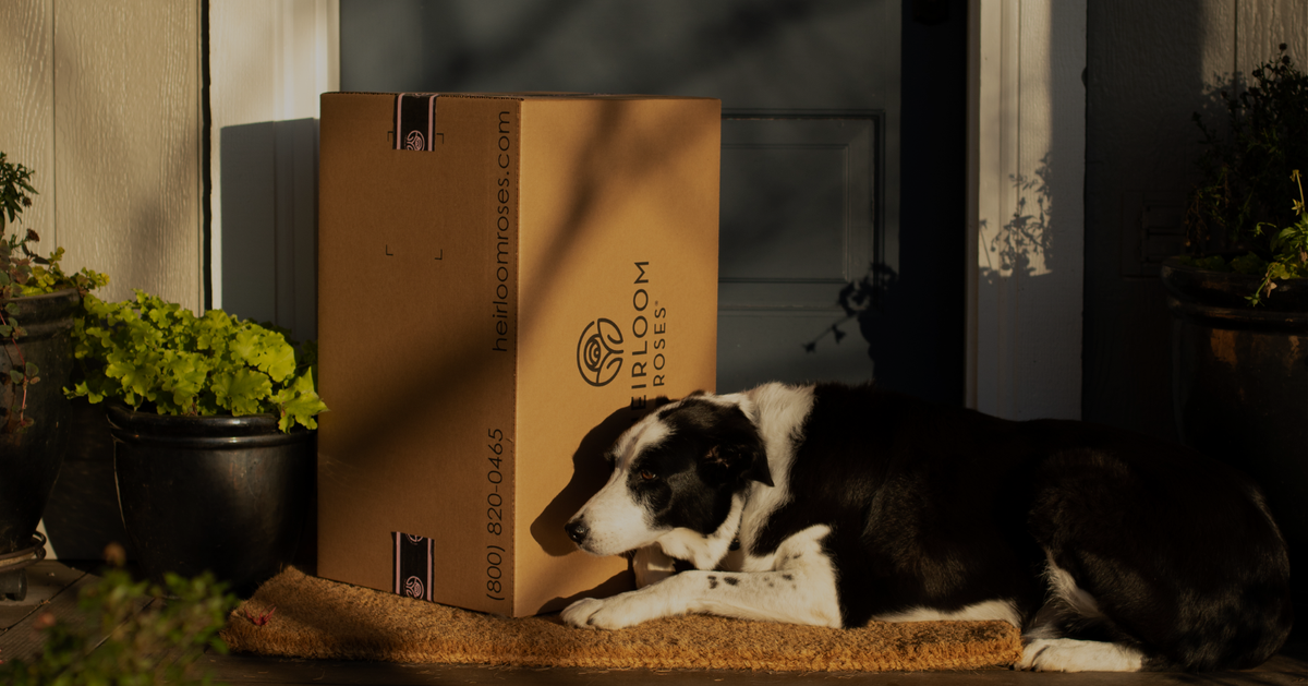 Heirloom Shipping and Ordering Information