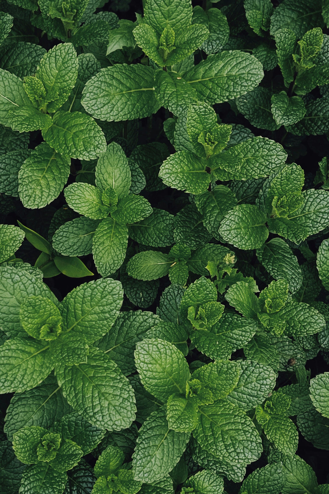 Should I Plant Mint in My Garden?