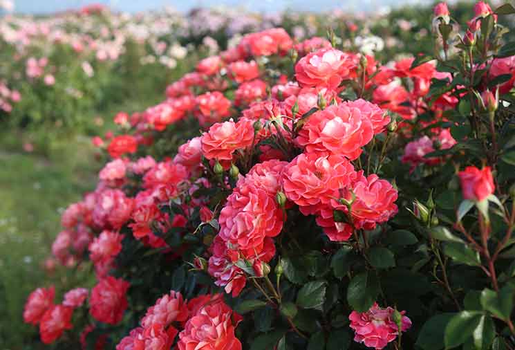 Prepare Your Roses For Spring