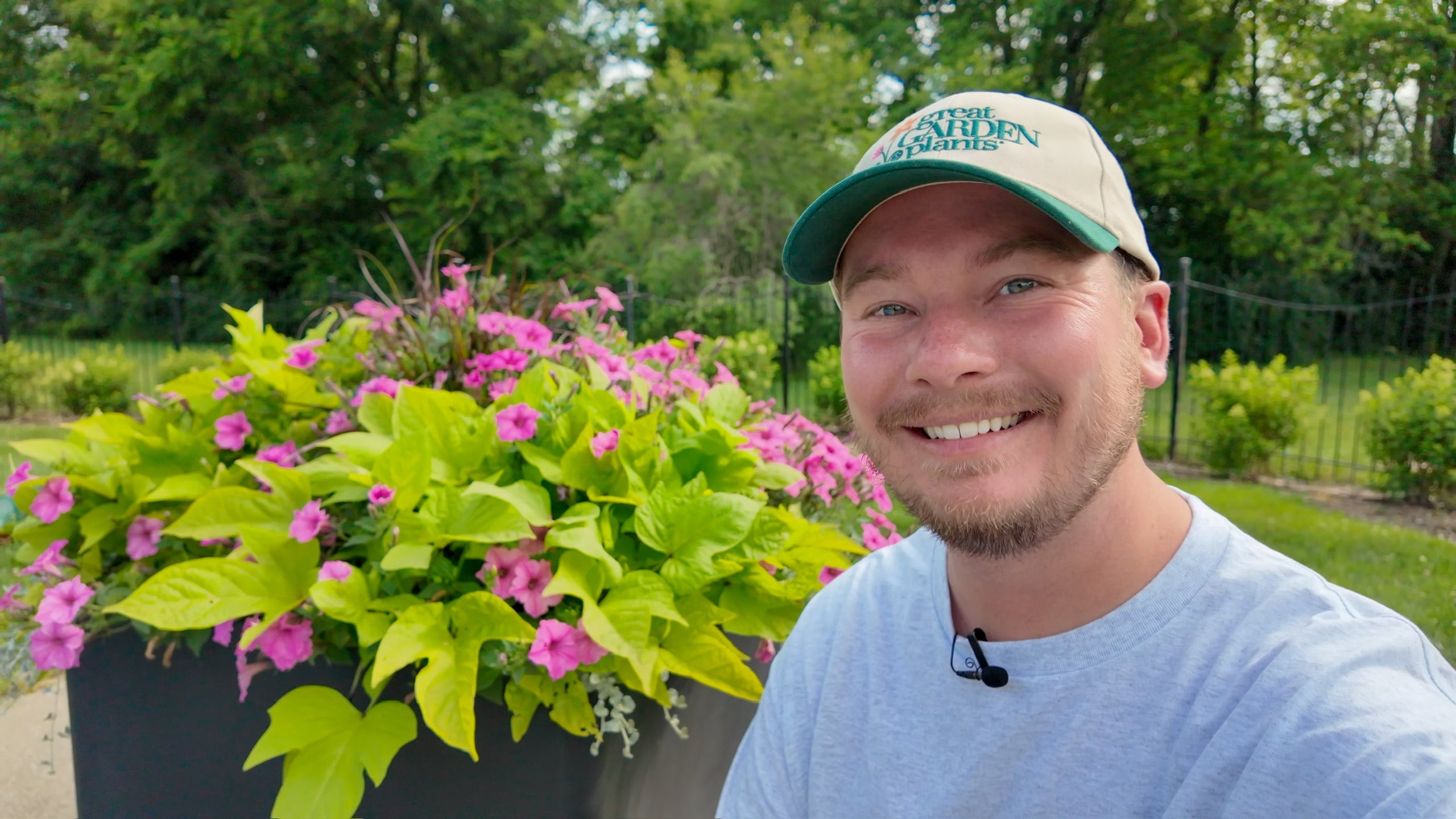 Matthew's Favorite Roses