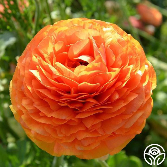 Ranunculus