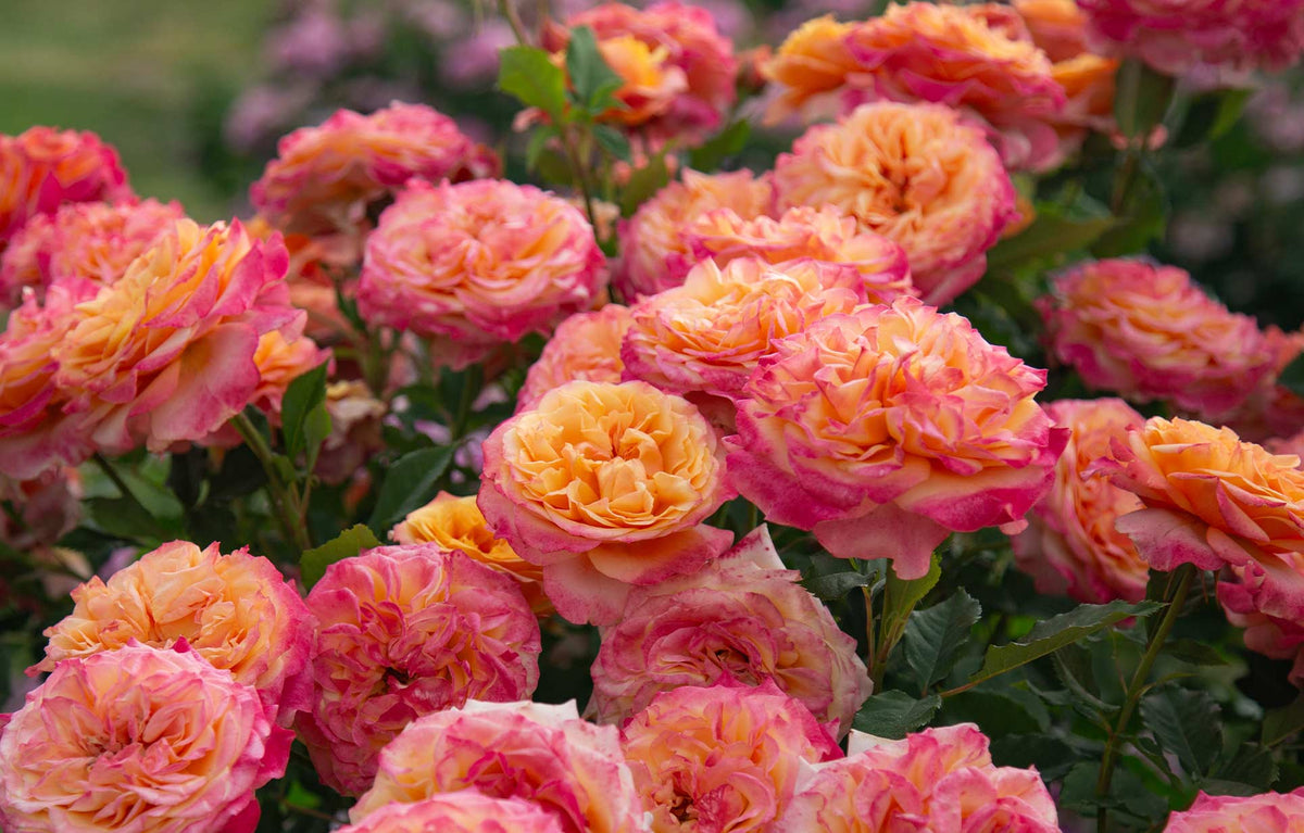 All Rose Plants | 900+ Rose Bush Varieties For Sale – Heirloom