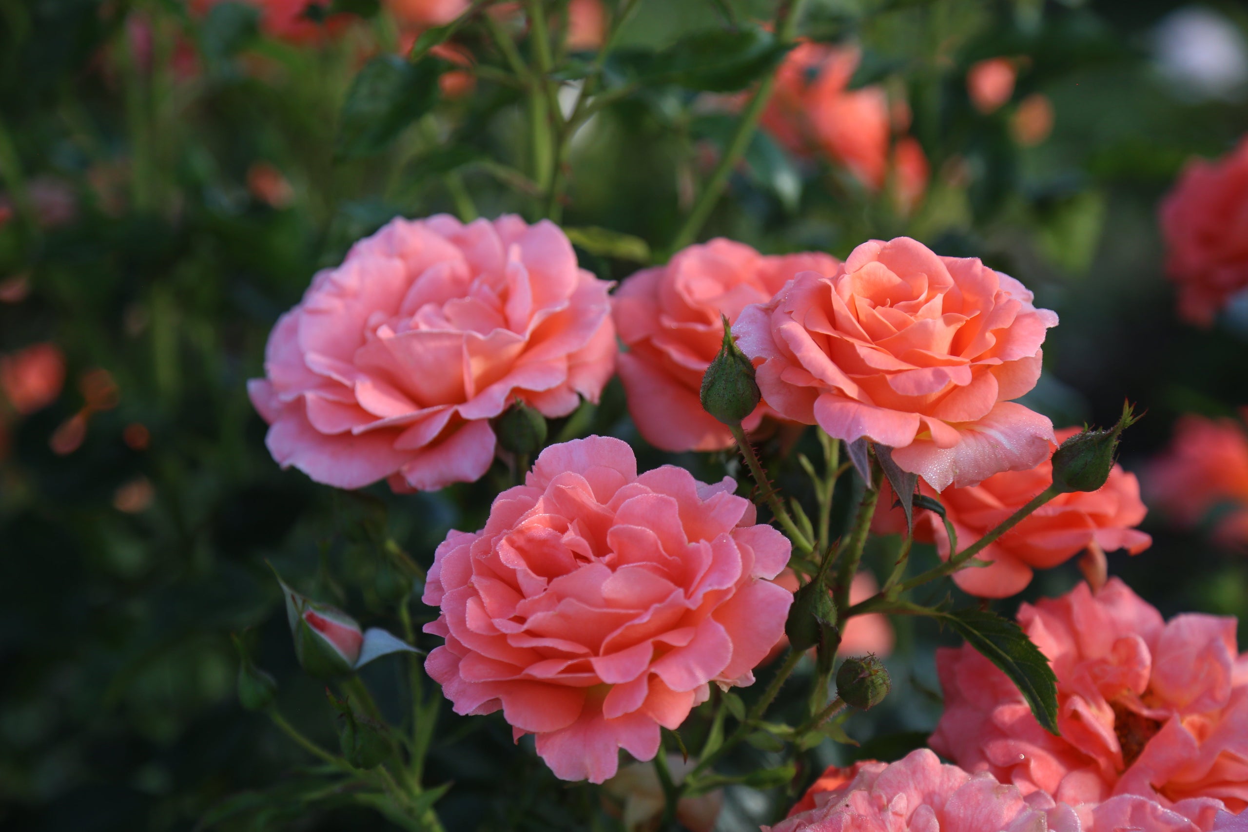 Fall Planting Special