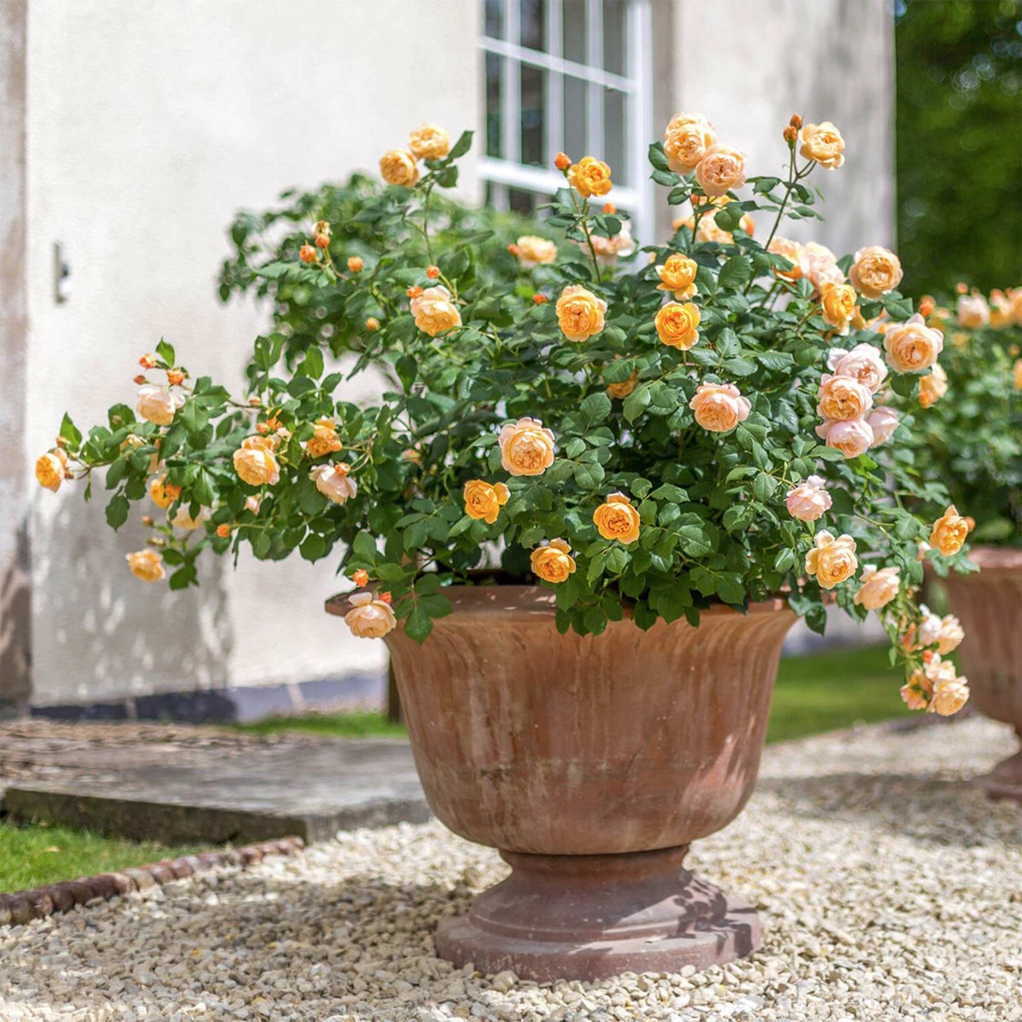 Container Rose Varieties Roses For Growing in Pots and Containers – Heirloom
