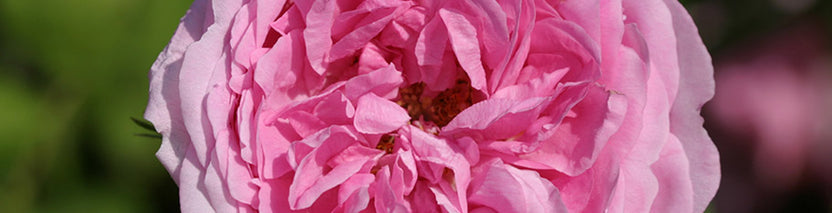 Damask Rose Bush Collection | Heirloom Roses