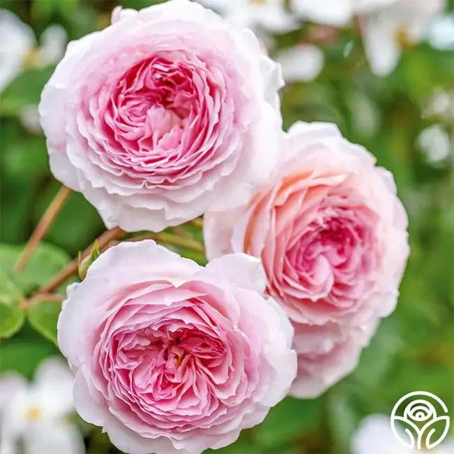 Harlow Carr Rose