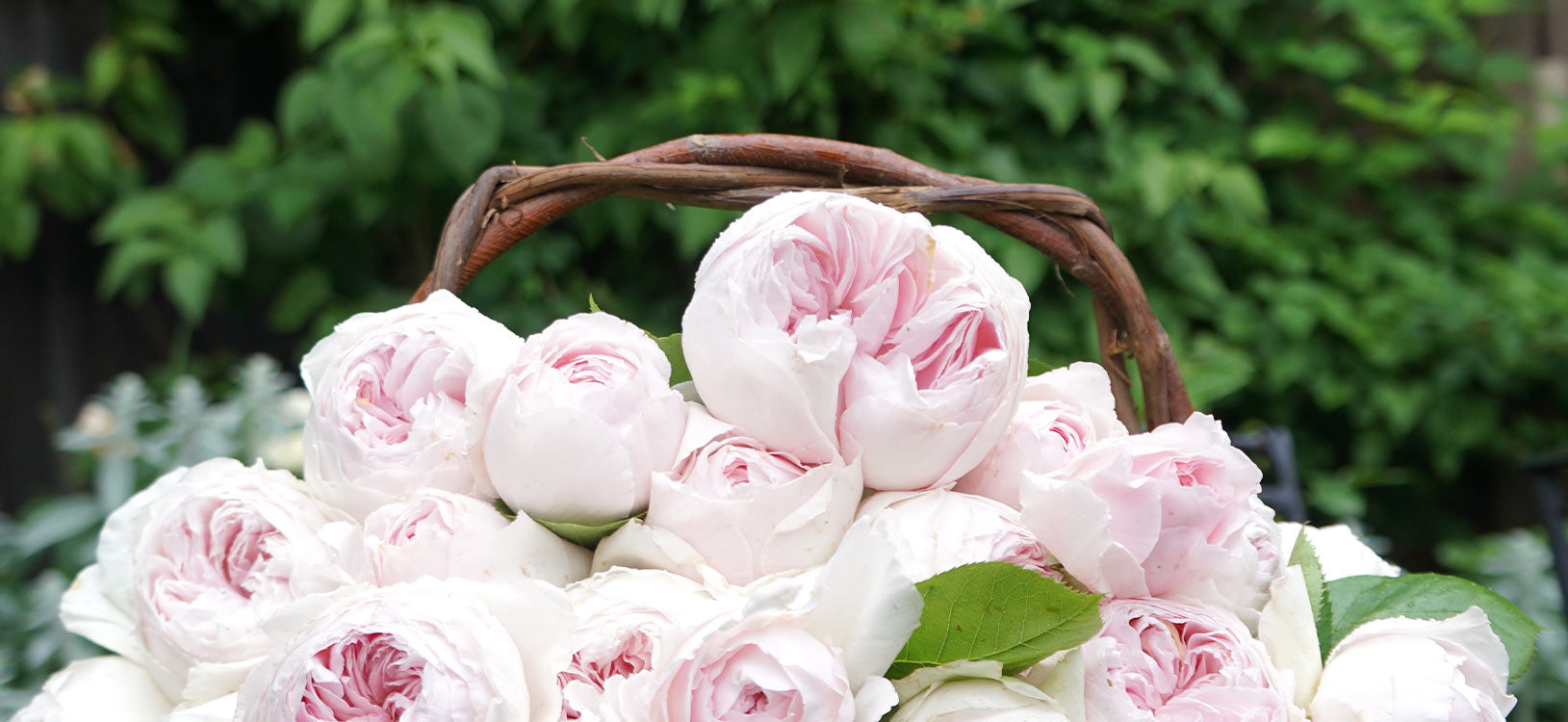 Own-Root Roses For Sale – Heirloom